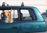 Multa de 1.200 euros por dejar a dos perros en un vehículo cerrado