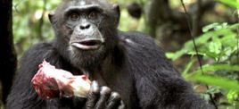Un chimpancé arranca un dedo al director del zoo de Berlín