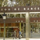 Capturades les dues llobes que s'havien escapat al zoo de Barcelona