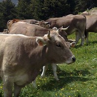 La Federació Catalana de la Raça bovina Bruna dels Pirineus (FEBRUPI) ha rebut una oferta per exportar bestiar d'aquesta raça a Tunísia.