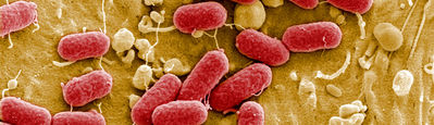 Una imatge de microscopi del bacteri E.coli / AFP
