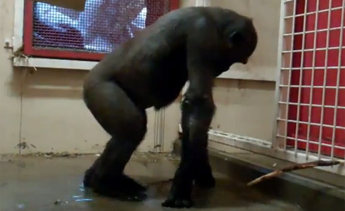 Gorila Bailarín