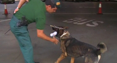 Six, el primer gos de Catalunya ensinistrat per detectar bitllets.