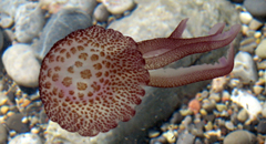 Imatge d'una medusa a l'aigua