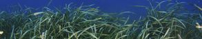 Vital per al mediterrani Una praderia de posidònia arrelada al fons del mar. Els seus boscos acullen centenars d'espècies.