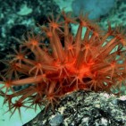 El corall vermell nord-català, protegit