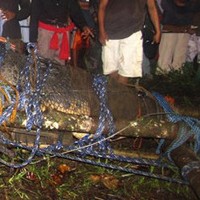 Després de més de 20 dies posant trampes per caçar-lo, els veïns de Bunawan, un poblat de Filipines, han aconseguit caçar a aquest rèptil de 6,4 metres de llarg i una tona de pes, un dels cocodrils més grans que s'hagin trobat.
