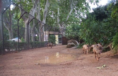 Cabres del Zoo de Barcelona