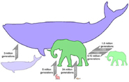 Gràfic evolució mamífers 185