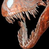 Una paleontòloga de la Universitat d'Alberta (Canadà) ha descobert que més enllà de l'òbvia diferència en la mida de cada grup de dents del T. Rex, hi ha una variació considerable en les vores dentats de les dents.
