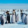 Comptar pingüins emperador en el seu hàbitat de gel antàrtic no ha estat fàcil fins que els investigadors han començat a utilitzar una nova tecnologia mitjançant l'ús de mapes per satèl &#183; lit
