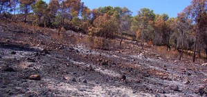 Crítiques i demanda d'explicacions pels incendis devastadors