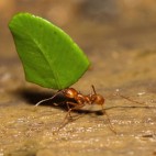 Per què les formigues són capaces de transportar objectes colossals? 