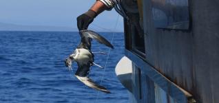 Científics i pescadors proven d´evitar la captura accidental d´aus a cap de Creus 