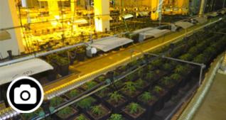 Troben 2.100 plantes de marihuana al costat de la comissaria de la policia 