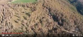 Els drons ajuden a detectar una plaga de processionària als boscos del Berguedà 