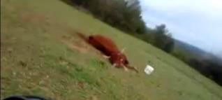 Un grup de voltors ataca una vaca viva a Solsona 