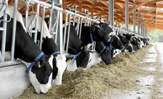 UP denuncia que s´obligui les granges de llet a tenir tancats perimetrals 