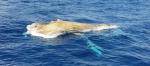 Apareix una balena morta flotant a unes tres milles del cap de Salou 