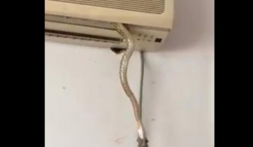 Una serp surt de l'aire condicionat i captura a un rat