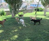L’Ajuntament de Banyoles revisarà que es recullin les defecacions al parc per a gossos