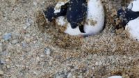 Neixen un total de 54 tortugues careta al niu de la platja de Premià de Mar