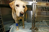 Un perro recién operado en el Hospital Veterinario del a Universidad Alfonso X.