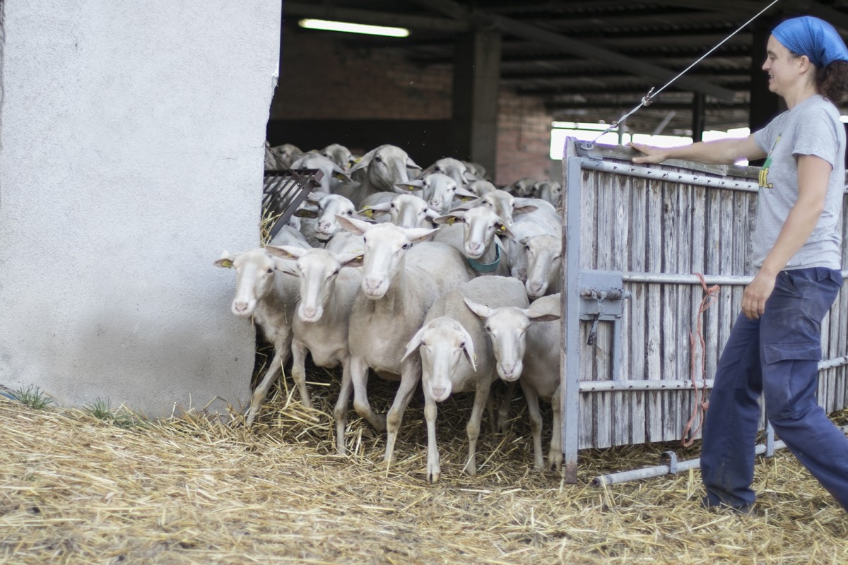 El ramat del Serradet de Barneres, projecte agroecològic de Sant Martí de Sescorts, sortint del corral