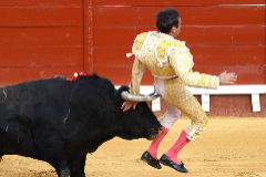Spanish matador Enrique lt;HIT gt;Ponce lt;/HIT gt; is attacked by the bull after stabbing the sword to kill it during a bullfight at El Puerto de Santa Maria's bullring, on August 6, 2020. (Photo by CRISTINA QUICLER / AFP)