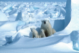 Osos polares en el Refugio Nacional de Vida Silvestre del Ártico, en Alaska.