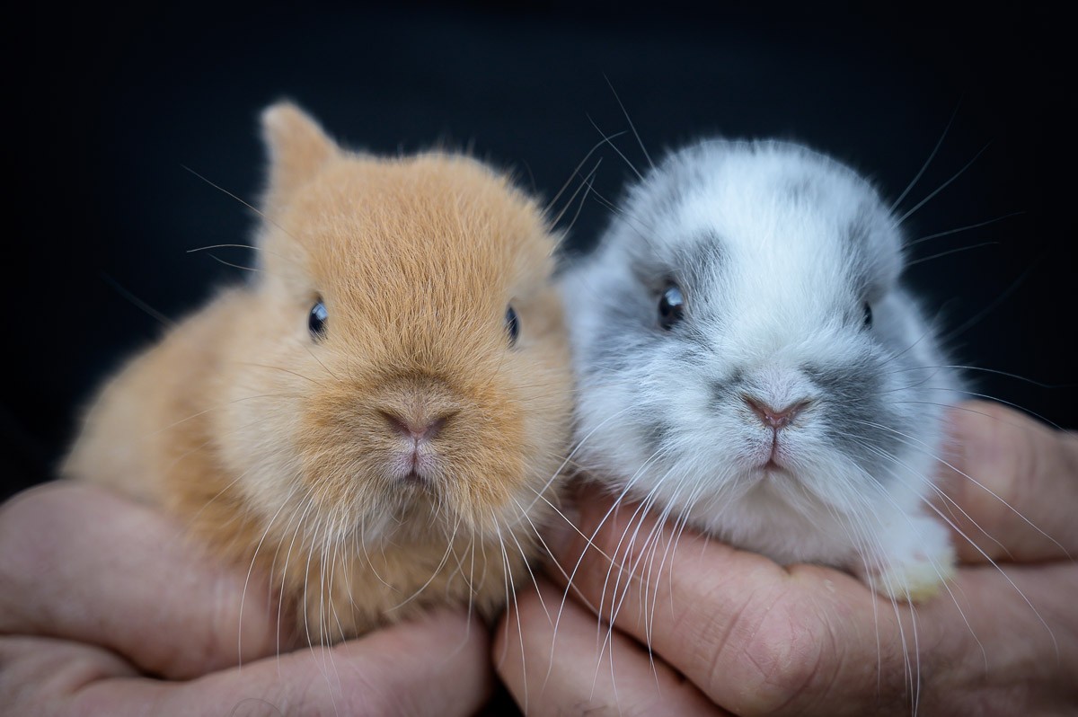 Els conills de MiniOrycs, una empresa d'Osona, han saltat a la fama