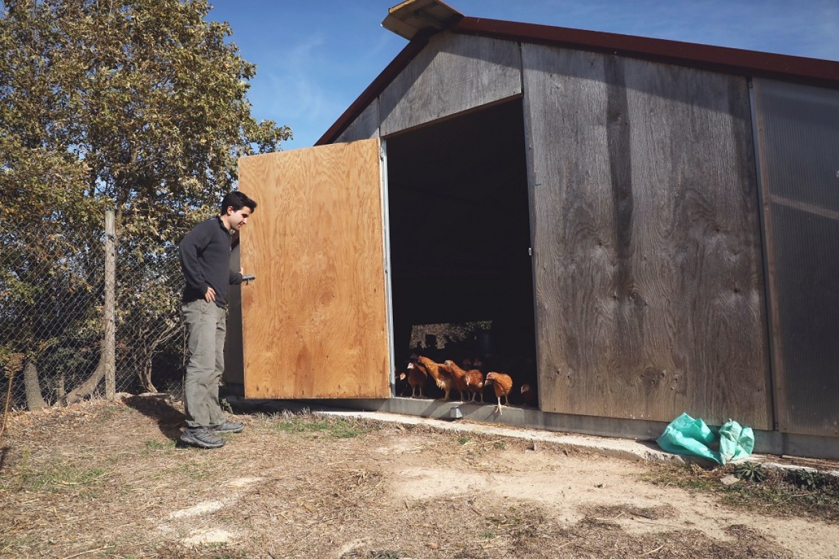 Raimon Bonsfills obre un dels galliners de la granja de pollastres de producció ecològica de la seva família, a Vallmanya