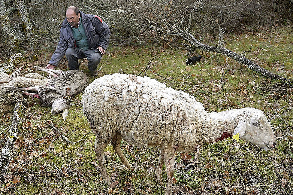 El ganadero Andrés Burgos muestra las heridas causadas por un lobo a una de sus ovejas en un ataque producido en las últimas horas, en su finca de Siguero (Segovia)