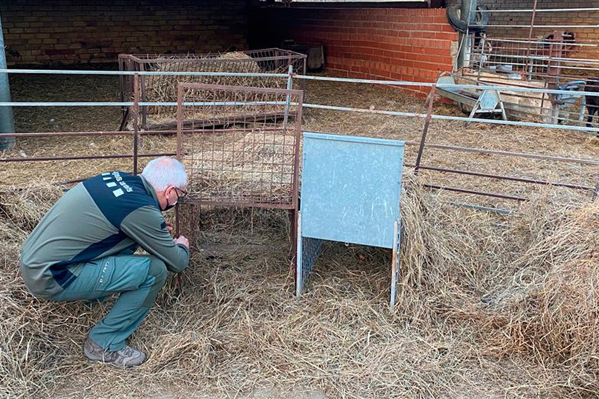Un agent rural amb una caixa trampa per poder capturar els gossos que van provocar la matança de 221 xais a Tavèrnoles
