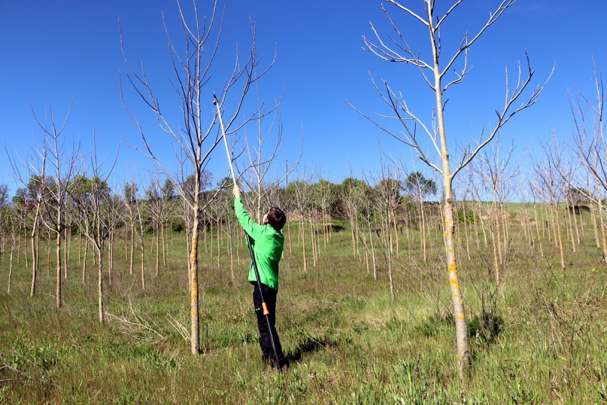 Vistes de la plantació experimental d'arbres que fan fusta de qualitat a Solsona