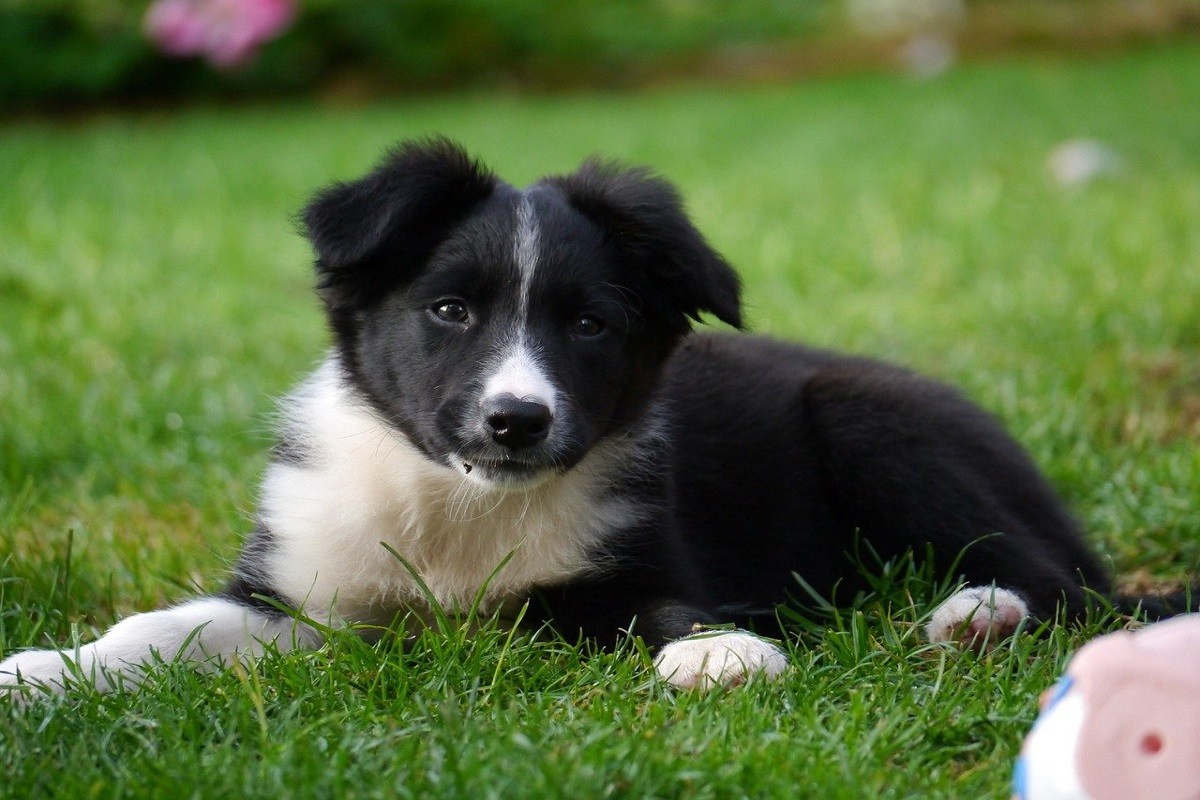 El border collie és el gos més intel·ligent, segons el psicòleg Stanley Coren.