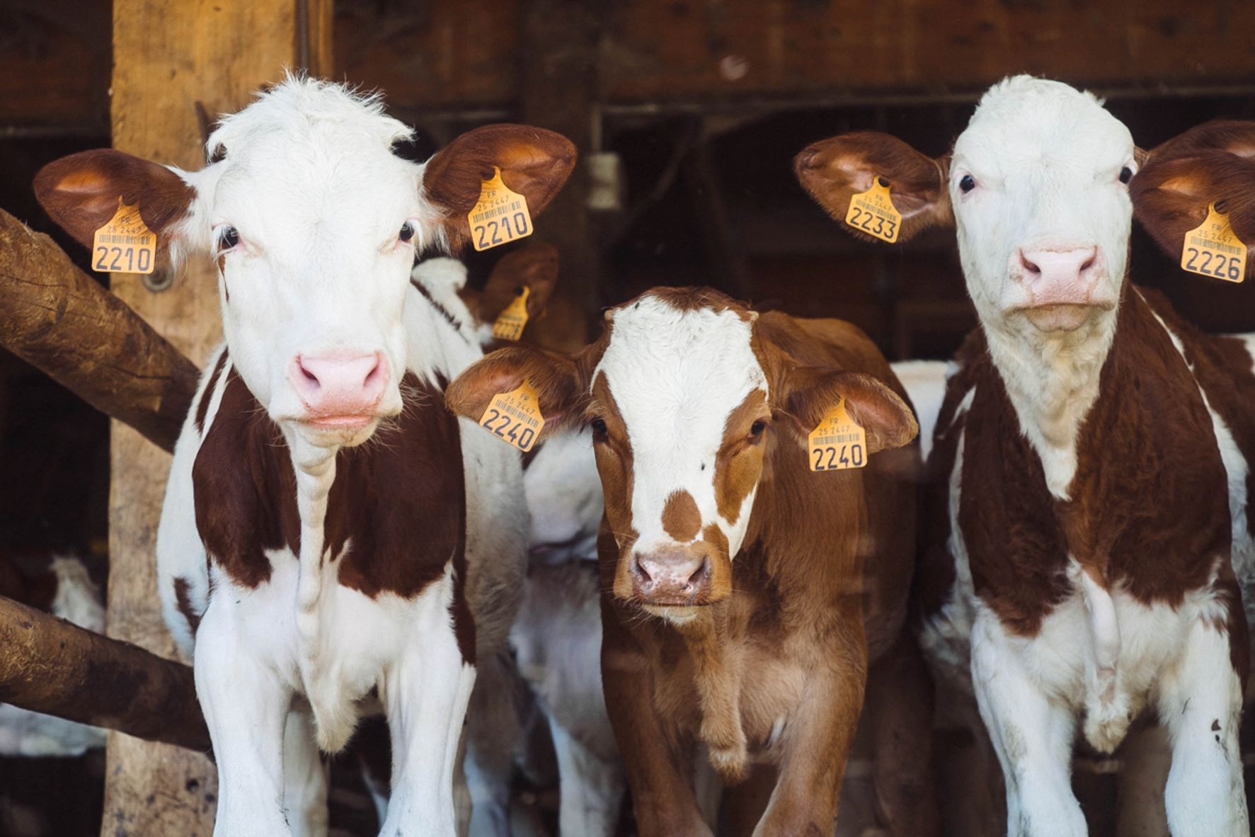 Participeu en un estudi europeu per avaluar l'impacte de la ramaderia