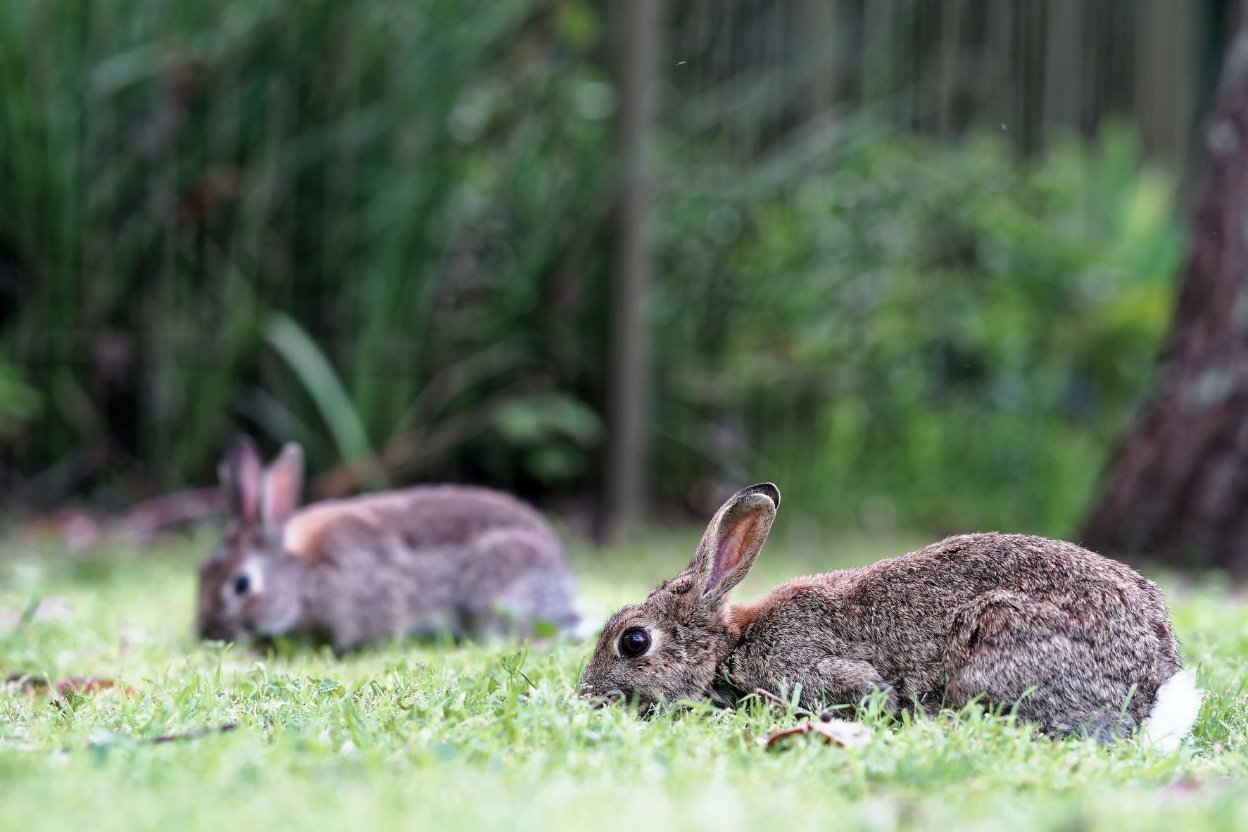Els conills, una plaga agrícola controlable per fumigació