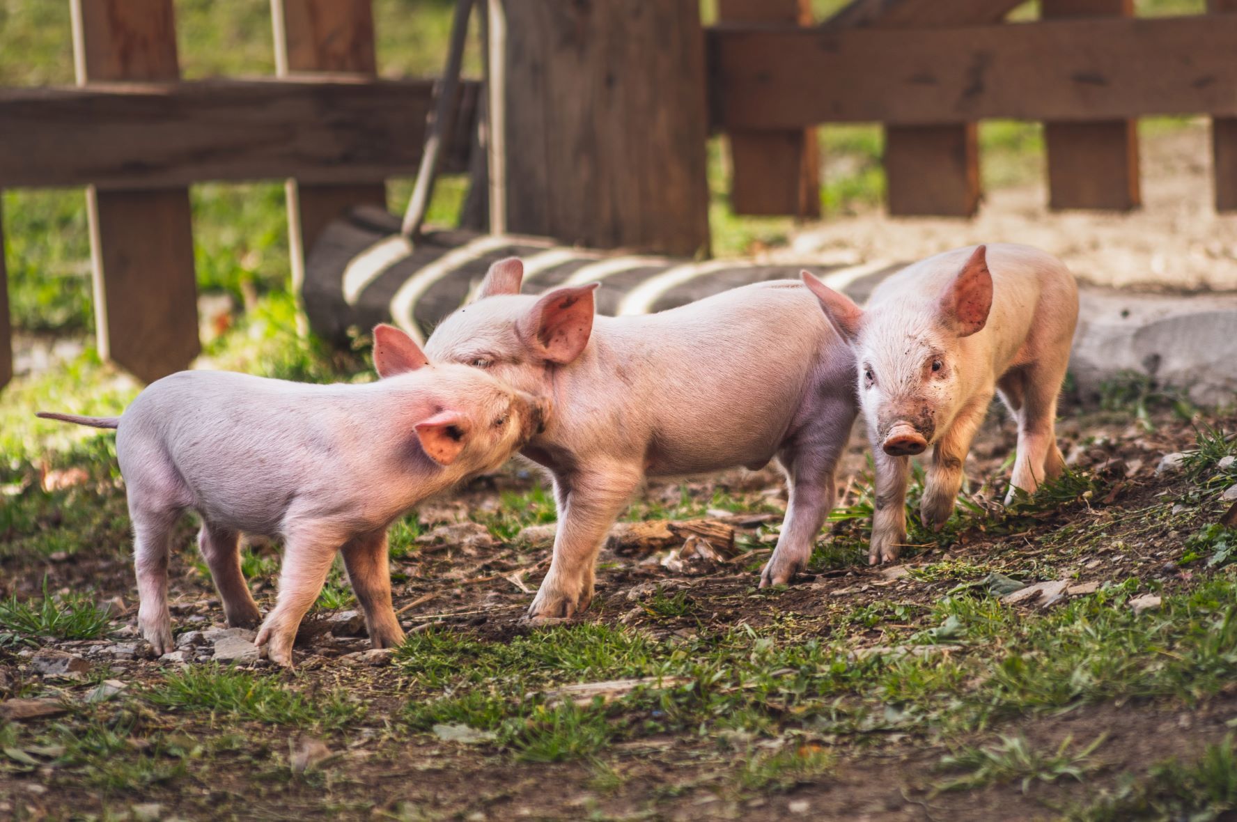 Què mengen els porcs en les granges de producció intensives?