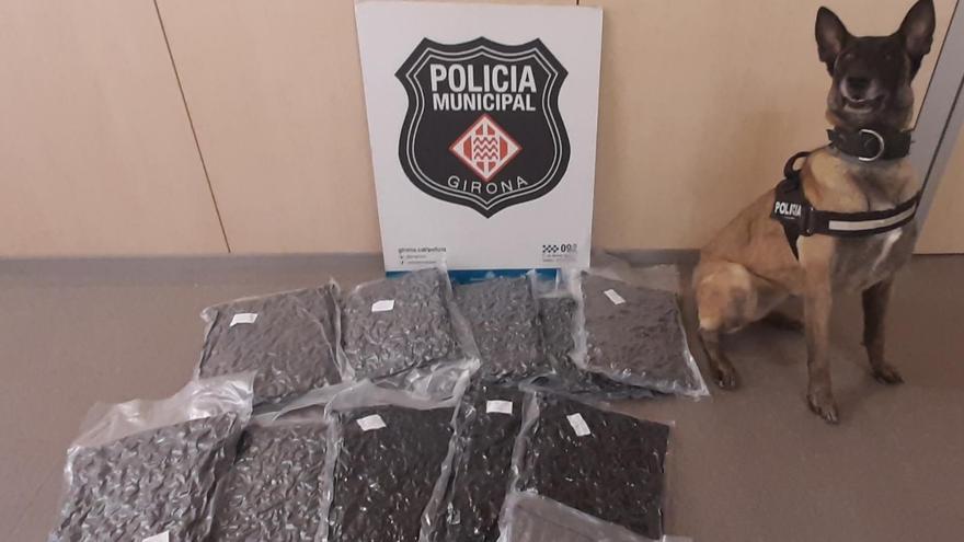 Una gossa policia de Girona descobreix 6 quilos de marihuana en un bus que anava a Milà