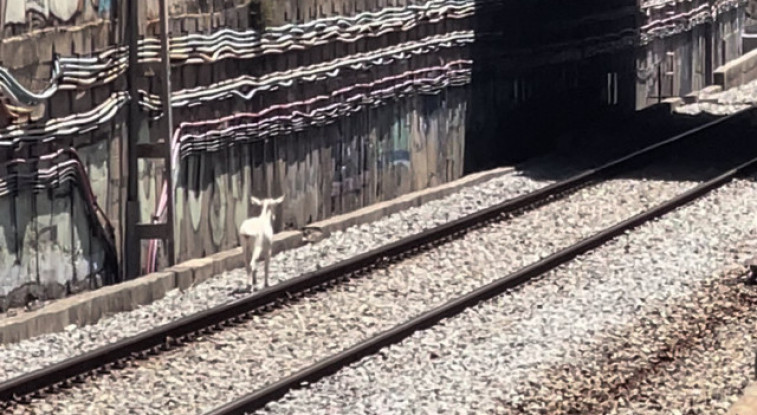 Una cabra interromp la circulació de trens de Rodalies