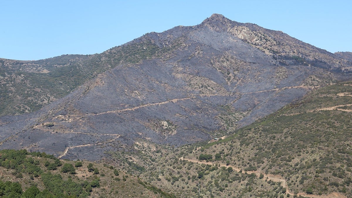 La gestió forestal estratègica va ser clau per rebaixar la intensitat de l'incendi de Portbou