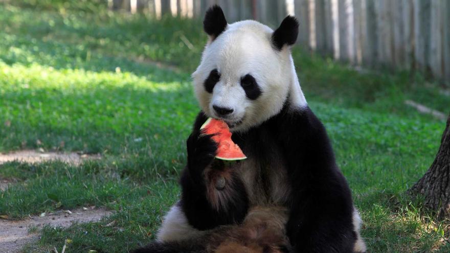 Vídeo | El primer os panda nascut a França viatja a la Xina