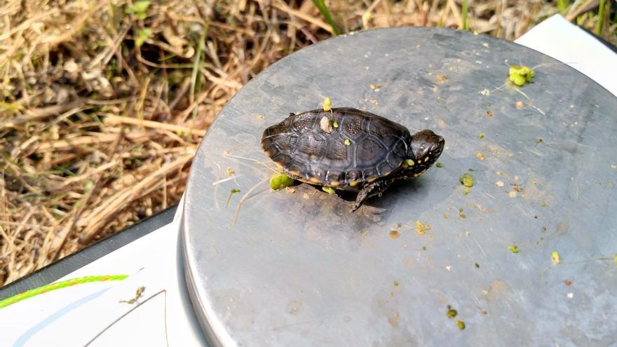Detecten al Baix Ter nous exemplars nascuts en llibertat d&#039;una tortuga en perill d&#039;extinció